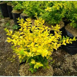 Tanaman Legistrum Kuning Tahan Panas Rimbun