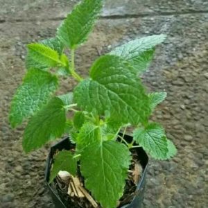 Tanaman Lemon Balm
