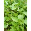 Tanaman Leunca Segar Rimbun - Sayur Lalap