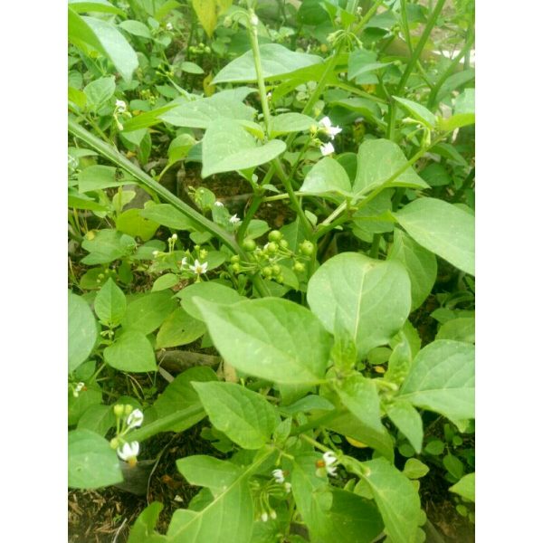 Tanaman Leunca Segar Rimbun - Sayur Lalap