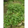 Tanaman Leunca Segar Rimbun - Sayur Lalap