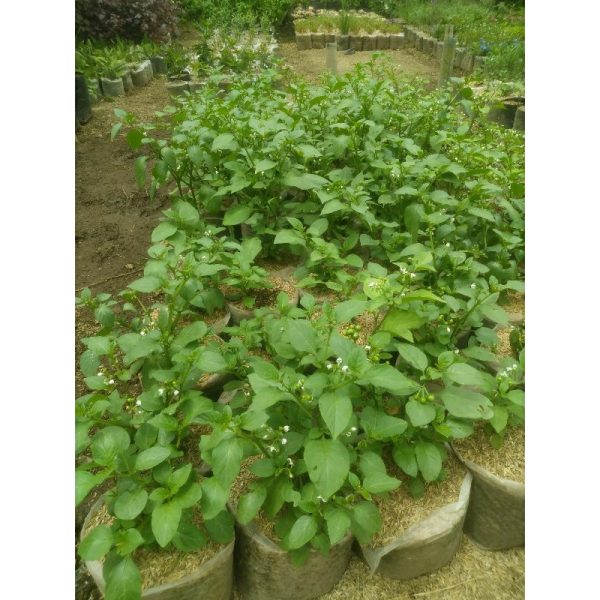 Tanaman Leunca Segar Rimbun - Sayur Lalap