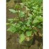 Tanaman Leunca Segar Rimbun - Sayur Lalap