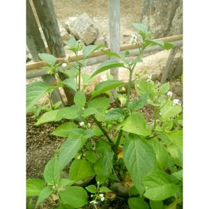 Tanaman Leunca Segar Rimbun - Sayur Lalap