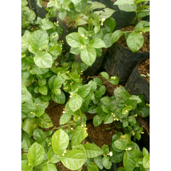 Tanaman Melati Kampung Rimbun (beli 6 bonus 1)
