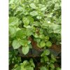 Tanaman Melati Kampung Rimbun (beli 6 bonus 1)