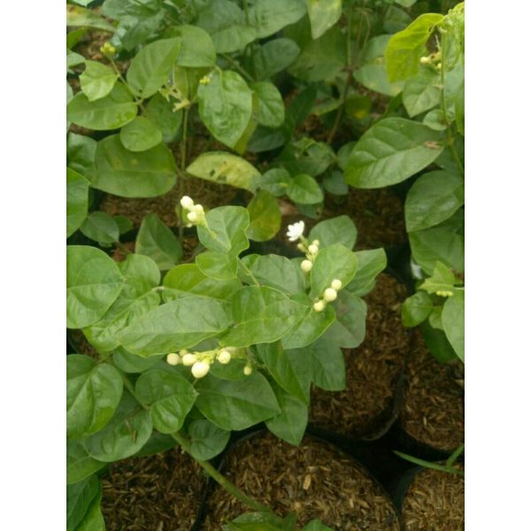 Tanaman Melati Kampung Rimbun (beli 6 bonus 1)