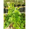 Tanaman Menthol Mint (Promo Beli 4 Bonus 1)