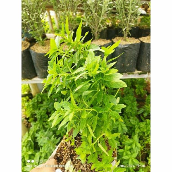 Tanaman Menthol Mint (Promo Beli 4 Bonus 1)