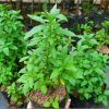Tanaman Menthol Mint (Promo Beli 4 Bonus 1)