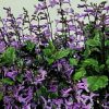 Tanaman Mona Lavender Monic Purple (Beli 4 bonus 1)