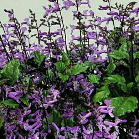 Tanaman Mona Lavender Monic Purple (Beli 4 bonus 1)