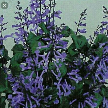 Tanaman Mona Lavender Monic Purple (Beli 4 bonus 1)