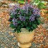 Tanaman Mona Lavender Monic Purple (Beli 4 bonus 1)