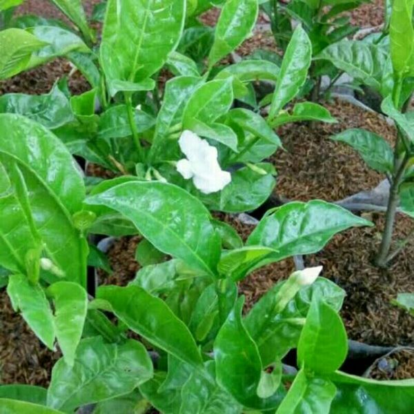 Tanaman mondokaki bunga manila, nyingin, wari, kembang susu mentega