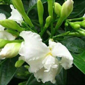Tanaman mondokaki bunga manila, nyingin, wari, kembang susu mentega
