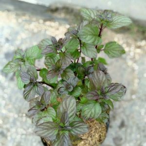 Tanaman Orange Mint