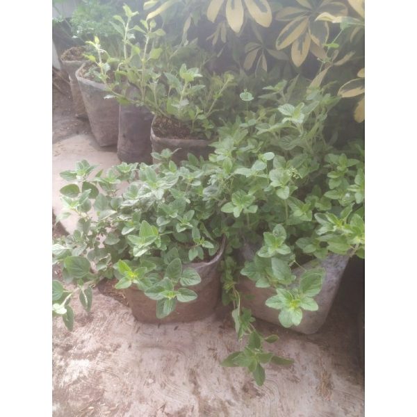 Tanaman Oregano Segar Rimbun 150g