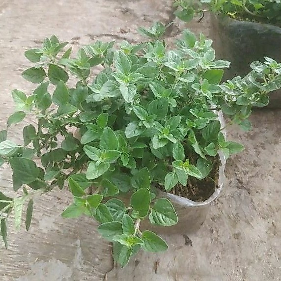 Tanaman Oregano Segar Rimbun 150g