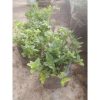 Tanaman Oregano Segar Rimbun 150g