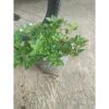 Tanaman Oregano Segar Rimbun 150g