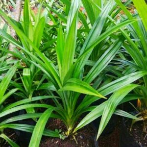 Tanaman Pandan Wangi Rimbun Daun Segar Lebat