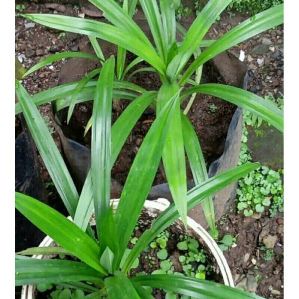 Tanaman Pandan Wangi Rimbun Daun Segar Lebat