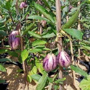 Tanaman Pepino Ungu