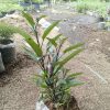 Tanaman Pepino Ungu