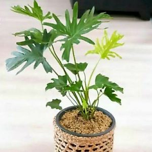 Tanaman Philodendron Jari Rimbun 30-40cm Cocopeat