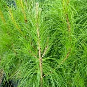 Tanaman Pinus Merkusi 35cm