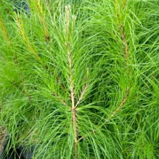 Tanaman Pinus Merkusi 35cm