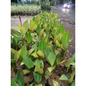 Tanaman Pisang Hias Kana Varigata