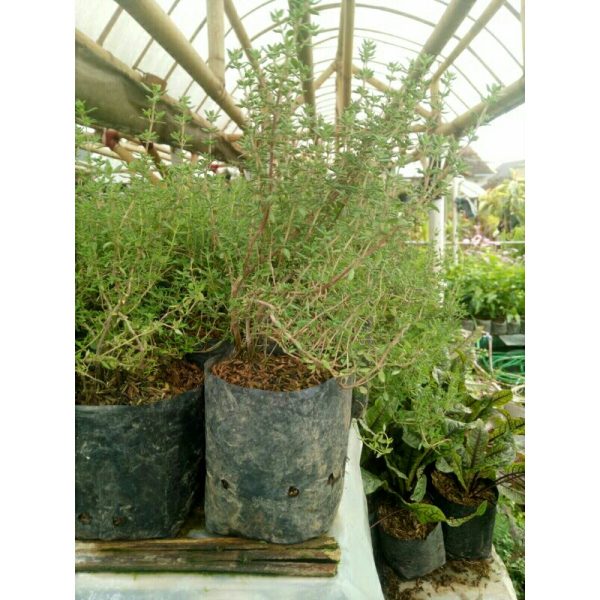 Tanaman Rempah Timi obat bumbu Thyme