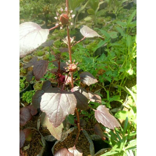 Tanaman Rosela sudah berbuah Rosella
