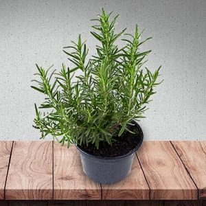Tanaman Rosemary Rimbun Usia 3 Bulan Tinggi 25cm