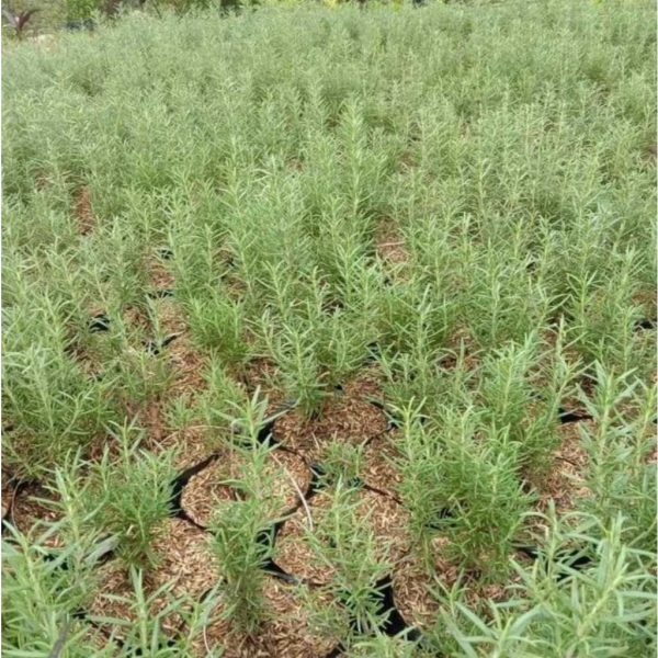 Tanaman Rosemary Rimbun Usia 3 Bulan Tinggi 25cm