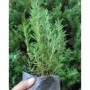 Tanaman Rosemary Rimbun Usia 3 Bulan Tinggi 25cm