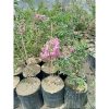 Tanaman Sakura Jepang 1 Meter Rimbun Berbunga Lebat