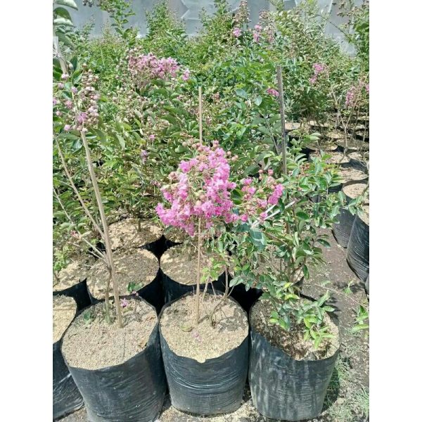 Tanaman Sakura Jepang 1 Meter Rimbun Berbunga Lebat