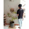 Tanaman Sakura Jepang 1 Meter Rimbun Berbunga Lebat