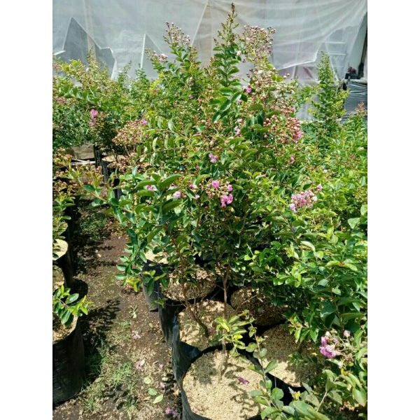 Tanaman Sakura Jepang 1 Meter Rimbun Berbunga Lebat