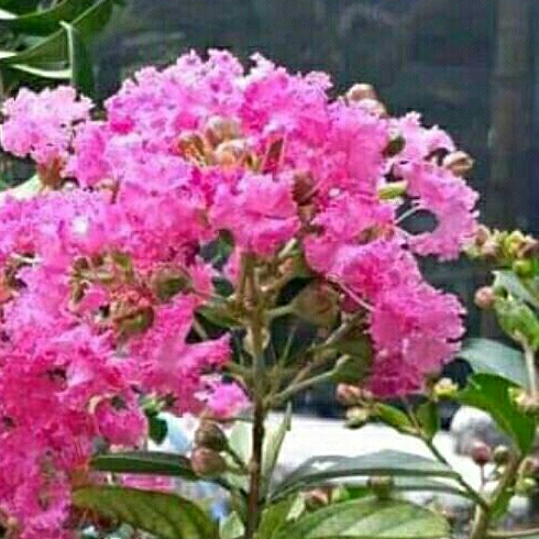 Tanaman Sakura ukuran sedang
