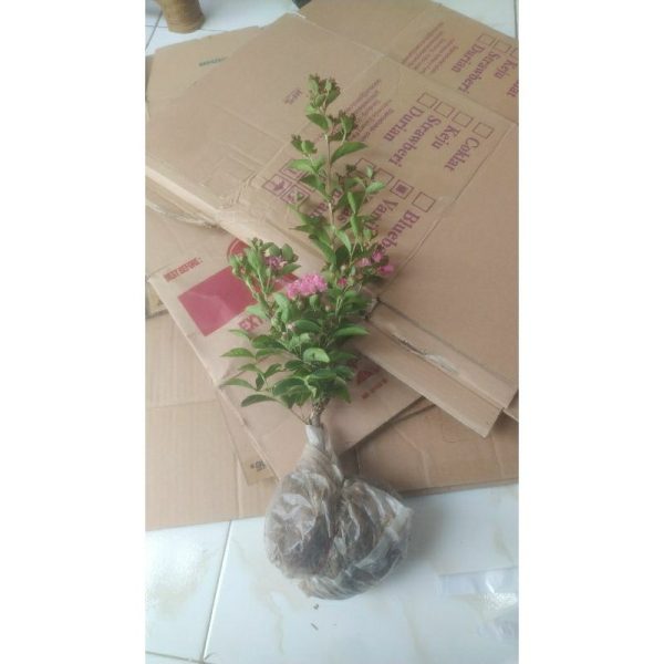 Tanaman Sakura ukuran sedang