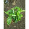 Tanaman Sambung Nyawa Herbal Rimbun Aman