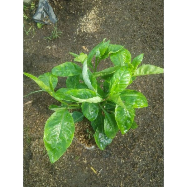 Tanaman Sambung Nyawa Herbal Rimbun Aman