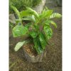 Tanaman Sambung Nyawa Herbal Rimbun Aman