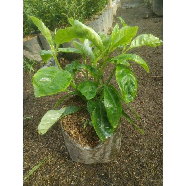 Tanaman Sambung Nyawa Herbal Rimbun Aman