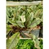tanaman sayur sorrel red veined hidup / sorel Rumex sanguineus