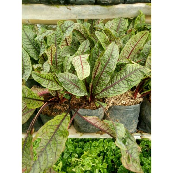 tanaman sayur sorrel red veined hidup / sorel Rumex sanguineus